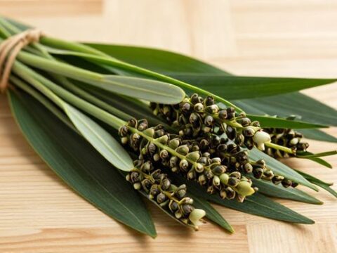 Manfaat Daun Kelor Untuk Kesehatan Mata Dan Cara Mengolahnya