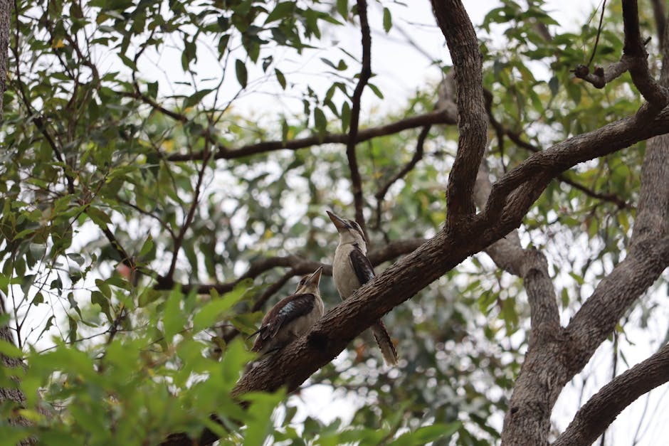Manfaat Buah Pepaya Untuk Pencernaan Dan Sembelit